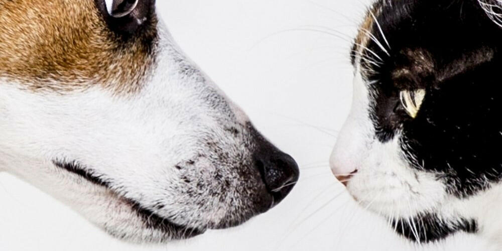 Cibi per cane e gatto: i consigli per la salute dei nostri amici a 4 zampe